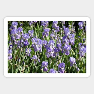 Bearded Iris Sticker